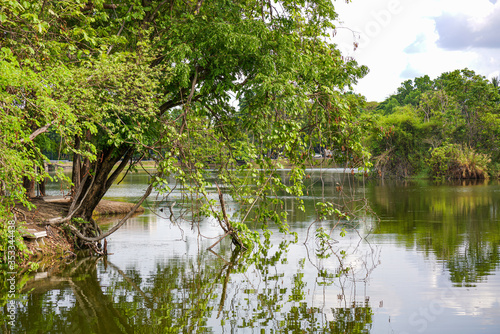 Large, multi-year-old perennial trees with green leaves around the reservoir It is a place for people to relax and exercise in public parks in Chiang Mai.