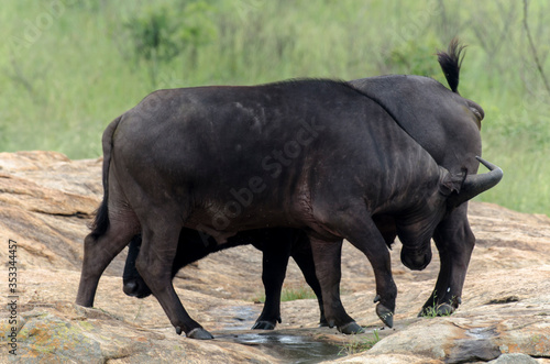 Buffle d Afrique  Syncerus caffer  Parc national Kruger  Afrique du Sud