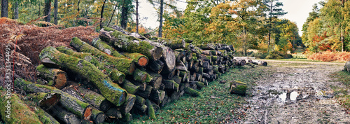 New Forest wood stack