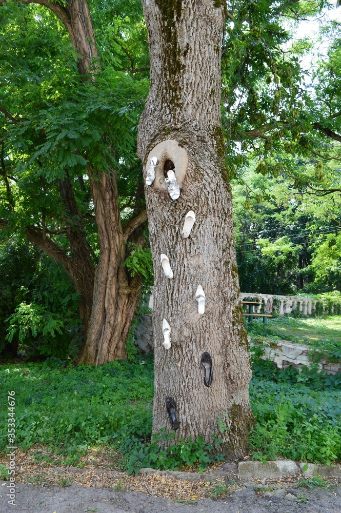 old tree trunk and seven shoes
old tree trunk and seven shoes