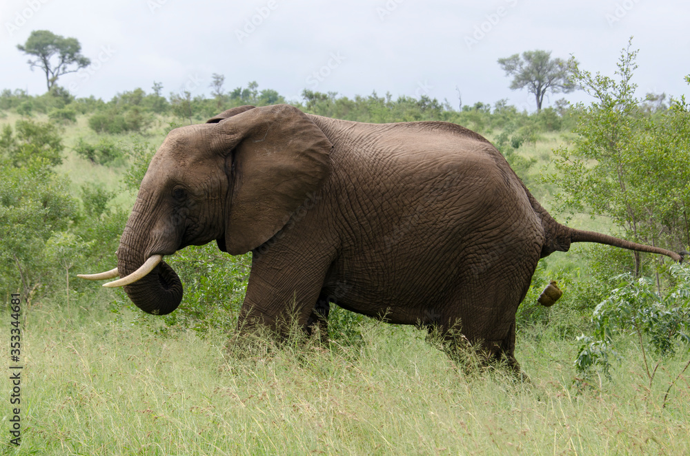 Fototapeta premium Eléphant d'Afrique, Loxodonta africana, Parc national Kruger, Afrique du Sud