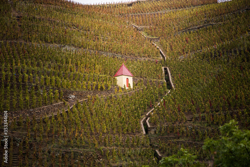 Fotografia Vineyards in Ampuis, Cote Rotie, northen rhone valley