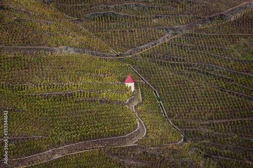 Vineyards in Ampuis, Cote Rotie, northen rhone valley