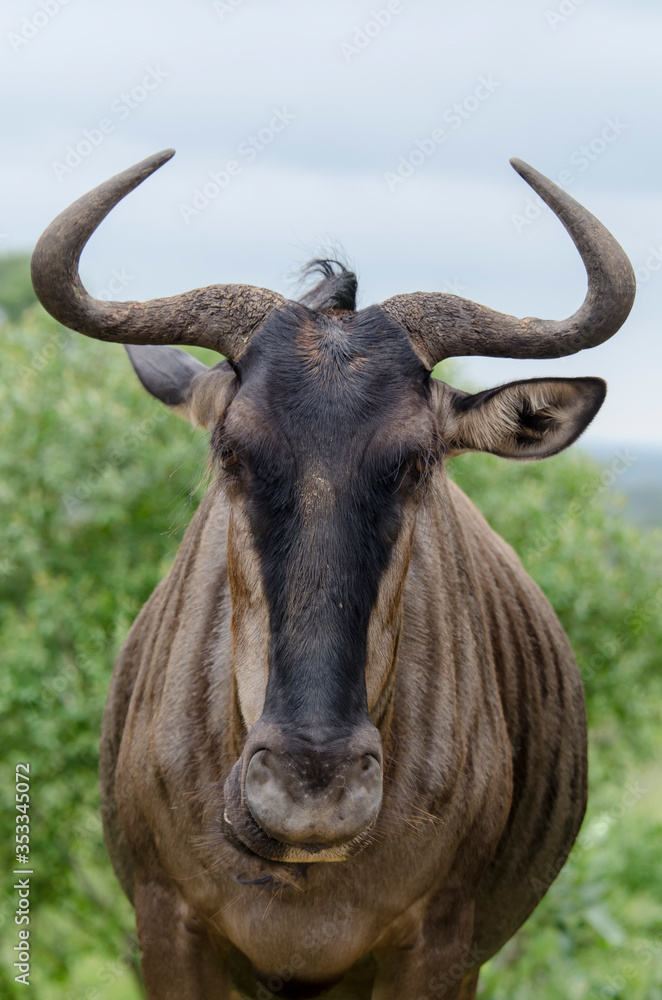 Gnou à queue noire, Connochaetes taurinus, Parc national Kruger, Afrique du Sud Gnou à queue noire, Connochaetes taurinus, Parc national Kruger, Afrique du Sud