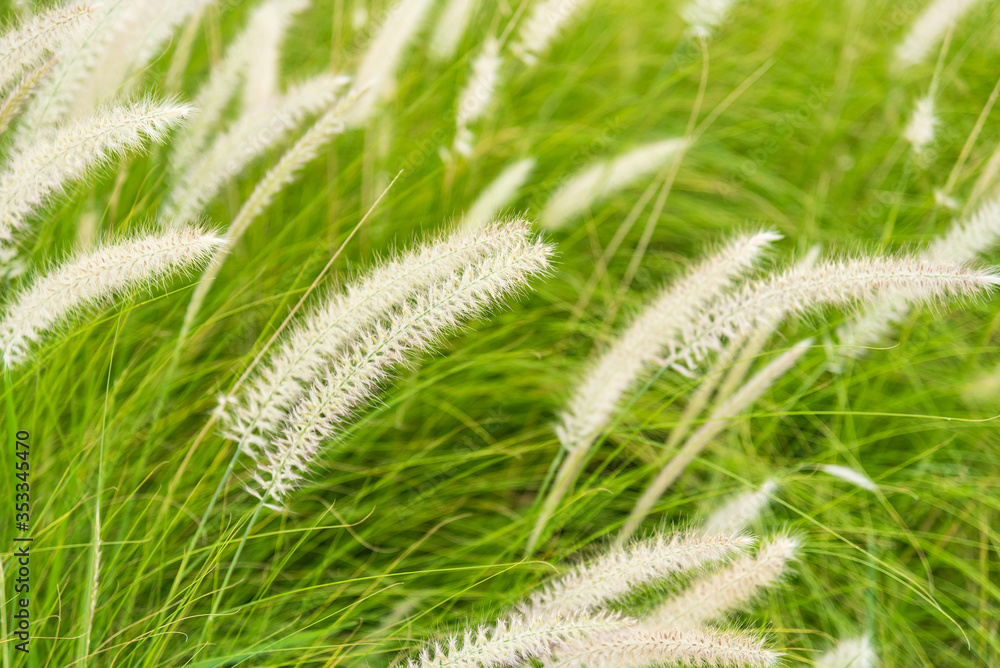 Beautiful nature background with meadow grass field and sunlight.selective focus Beautiful nature background with meadow grass field and sunlight.selective focus