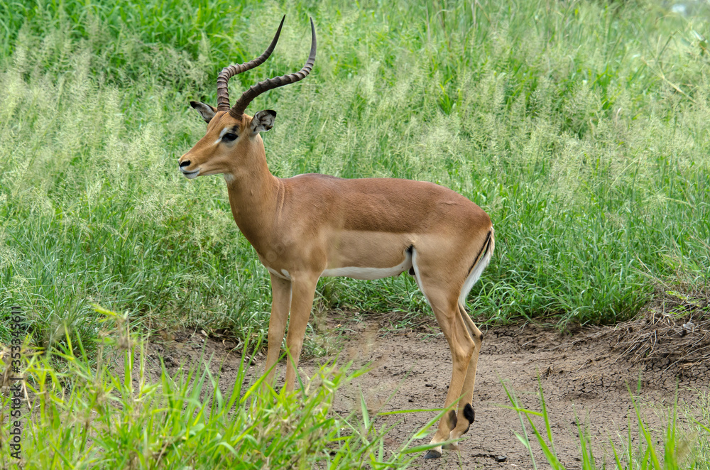 Impala, male, Aepyceros melampus Impala, male, Aepyceros melampus