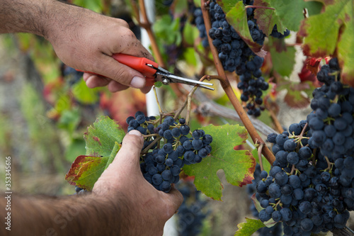 a hand cutting a bunch of grapes during harvest photo