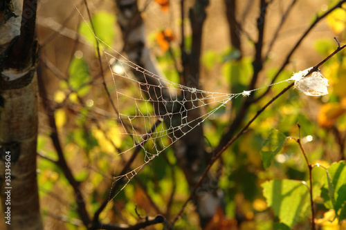 Autumn background - cobweb in water drops on blurred background of colorful leaves. A triangle spider web in dew backlit by the morning sun, selective focus 