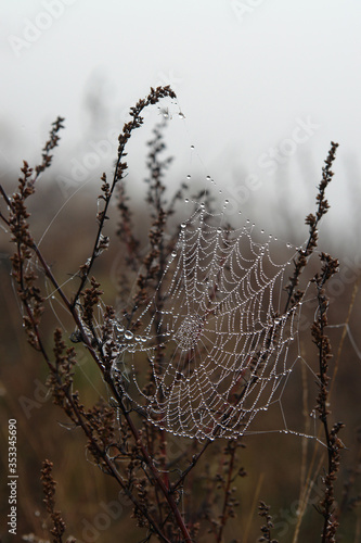 Cobweb in shining dew drops between a stems of common mugwort (Artemisia vulgaris) on a cold misty autumn morning. Withered plant of wild wormwood with glistening spider web in the field