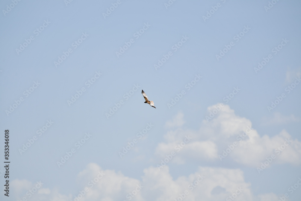 bird in the sky, open sky, bird on flight, falcon, golden eagle, sky