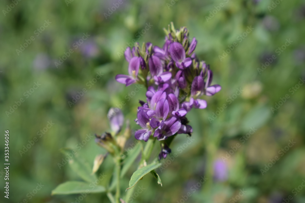 Medicago sativa, alfalfa, lucerne in bloom - close up. Alfalfa is the most cultivated forage legume in the world and has been used as an herbal medicine since ancient times. Medicago sativa, alfalfa, lucerne in bloom - close up. Alfalfa is the most cultivated forage legume in the world and has been used as an herbal medicine since ancient times.