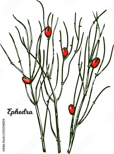Ephedra ma huang sinica Chinese ephedra isolated vector illustration. Ma Huang green plant used in herbal medicine and cosmetics, green herb spicie condiment, realistic grass with red berries.