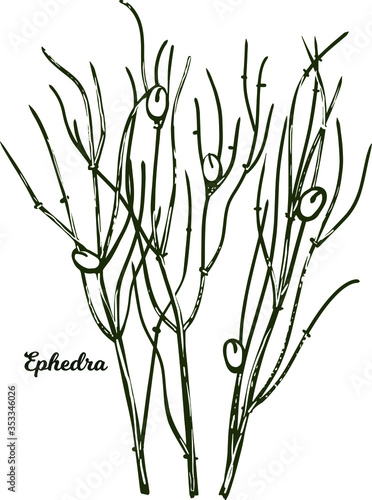 Fototapeta Naklejka Na Ścianę i Meble -  Ephedra ma huang sinica Chinese ephedra isolated vector illustration. Ma Huang green plant used in herbal medicine and cosmetics, green herb spicie condiment, realistic grass monochrome hand drawn.