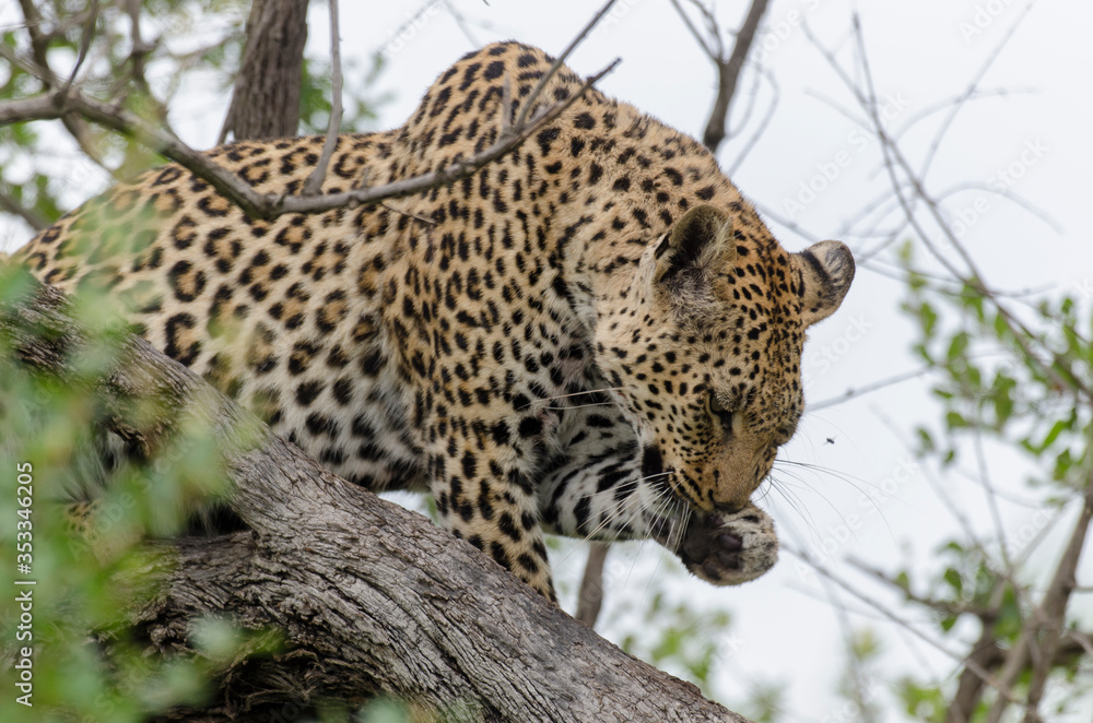Léopard, Panthère, Panthera pardus, Afrique du Sud Léopard, Panthère, Panthera pardus, Afrique du Sud