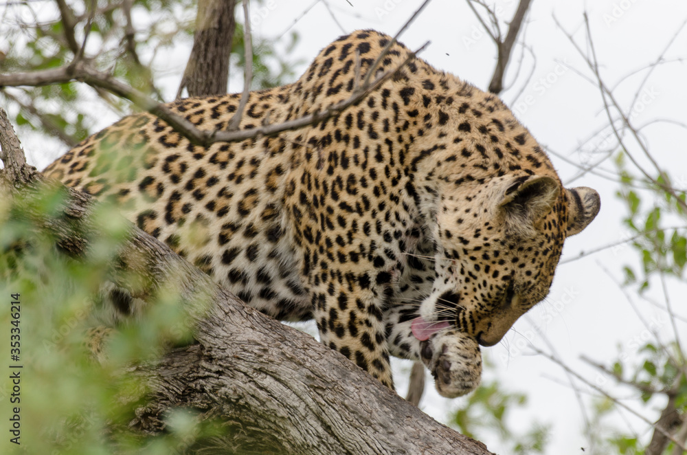 Léopard, Panthère, Panthera pardus, Afrique du Sud Léopard, Panthère, Panthera pardus, Afrique du Sud