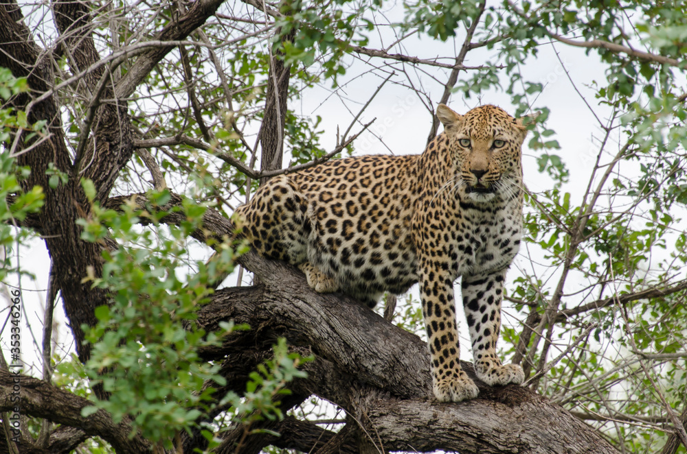 Fototapeta premium Léopard, Panthère, Panthera pardus, Afrique du Sud