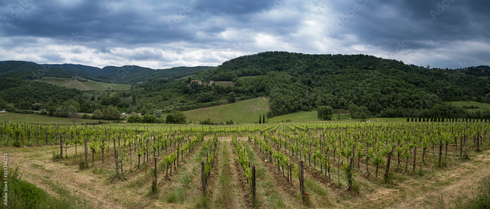 Landscape of the vineyard of Montevertine, in Radda in Chianti.