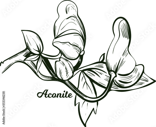 Aconite monkshood, wolfsbane, aconitum vector illustration. Aconitum leopards bane, mousebane, womens bane, devils helmet, queen of poisons, blue rocket. Blooming flowers and leaves monochrome icon