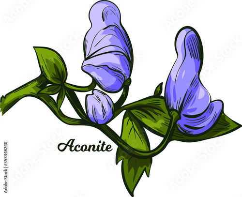Aconite monkshood, wolfsbane, aconitum vector illustration. Aconitum leopards bane, mousebane, womens bane, devils helmet, queen of poisons, blue rocket. Blooming blue flowers and green leaves
