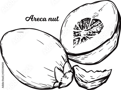 Areca betel nut isolated vector illustration. Seed of palm Areca catechu, chewing betelnut. Indian plant, asian herb or fruit. Chewing tobacco, harmful effects on health and carcinogenic nut