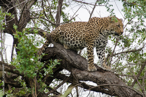 Léopard, Panthère, Panthera pardus, Afrique du Sud