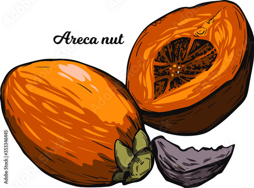 Areca betel nut isolated vector illustration. Seed of palm Areca catechu, chewing betelnut. Indian plant, asian herb or fruit. Chewing tobacco, harmful effects on health and carcinogenic nut.