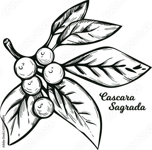 Cascara Sagrada bearberry plant with leaves isolated vector illustration. Rhamnus purshiana, cascara buckthorn sagrada and Chinook Jargon, chittem stick and chitticum Frangula purshiana monochrome