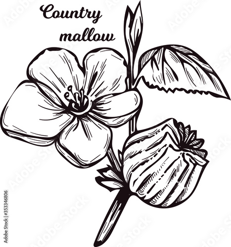 Country mallow heartleaf, silky white mallow isolated vector illustration. Sida cordifolia flannel weed, bala, country mallow or heart-leaf sida perennial subshrub of Malvaceae native to India.