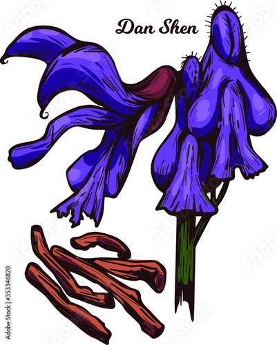 Dan Shen red Chinese sage, tan shen vector illustration isolated. Salvia miltiorrhiza, danshen perennial plant in Salvia, root and purple flowers used as condiment in traditional Chinese medicine