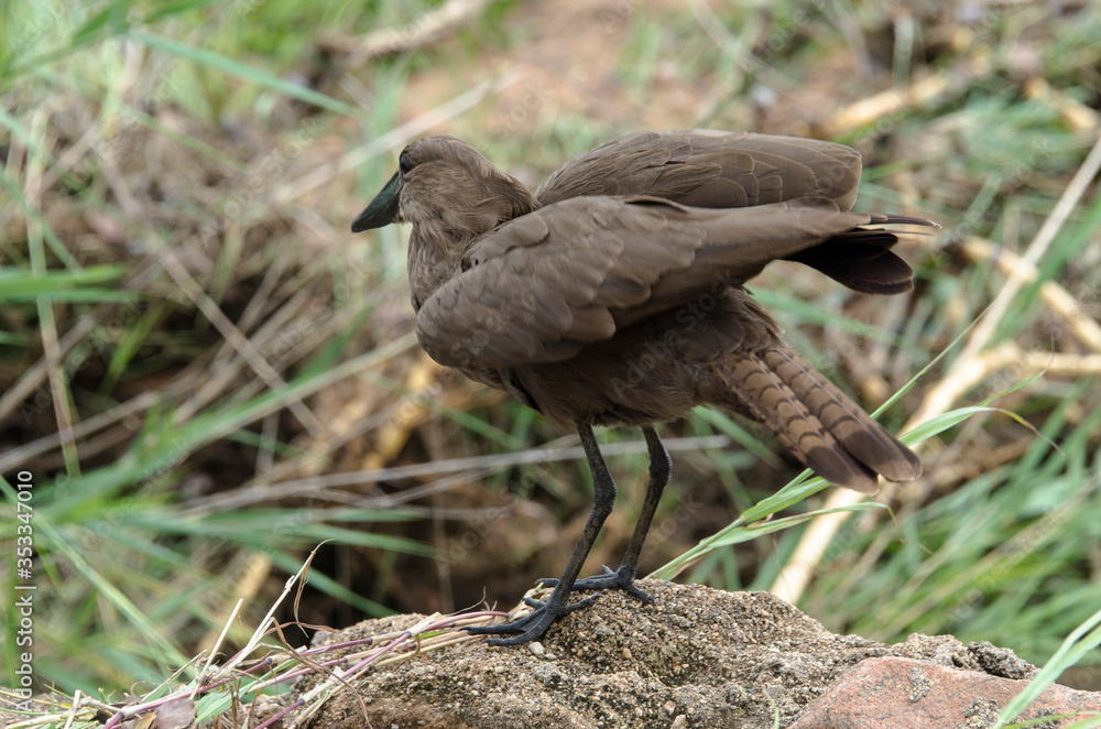 Naklejka premium Ombrette africaine,.Scopus umbretta, Hamerkop