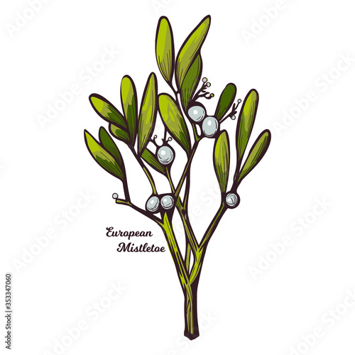 European common mistletoe isolated vector illustration. Viscum album, mistle Viscum album growing on Populus species. Viscum album hemiparasite on several species of trees, herbal plant