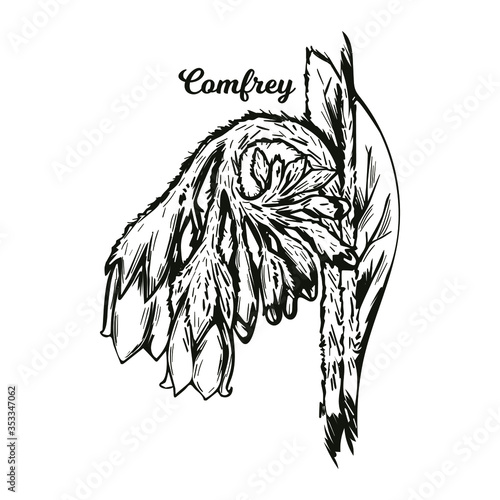 Comfrey or comphrey, blackwort, common comfrey, slippery root vector illustration. Quaker-comfrey, cultivated boneset, knitbone, consound, and slippery-root used in cosmetics and medicine monochrome