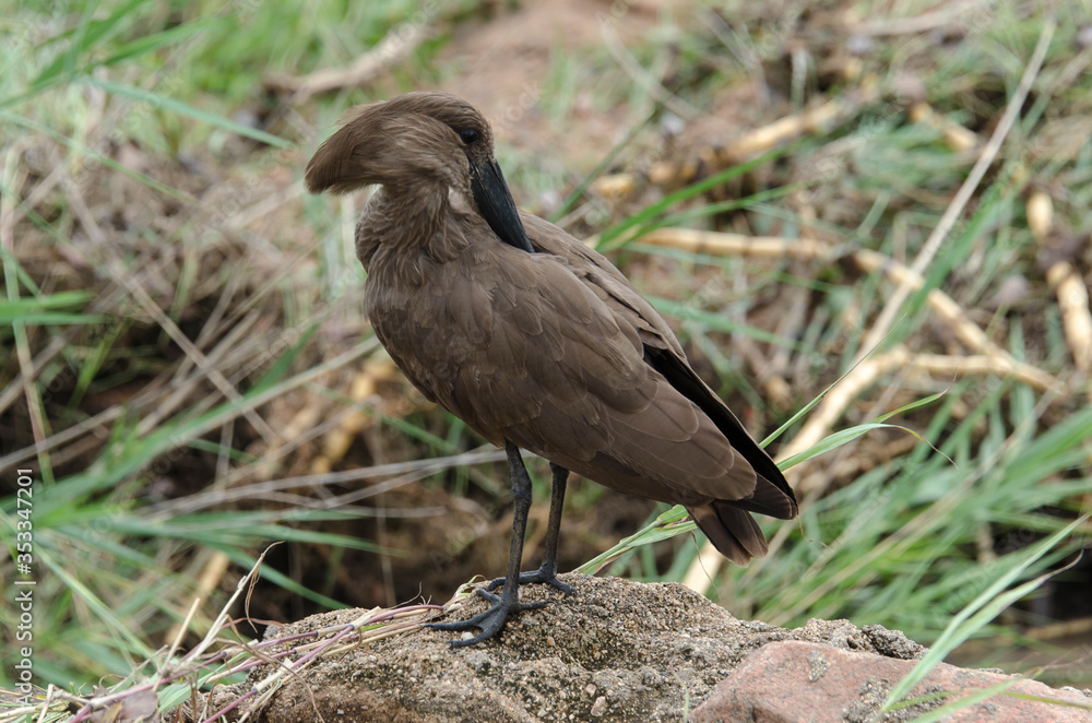 Obraz premium Ombrette africaine,.Scopus umbretta, Hamerkop