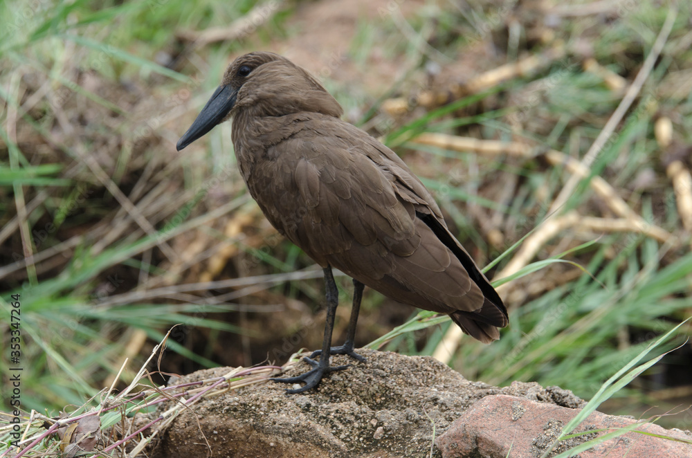 Fototapeta premium Ombrette africaine,.Scopus umbretta, Hamerkop