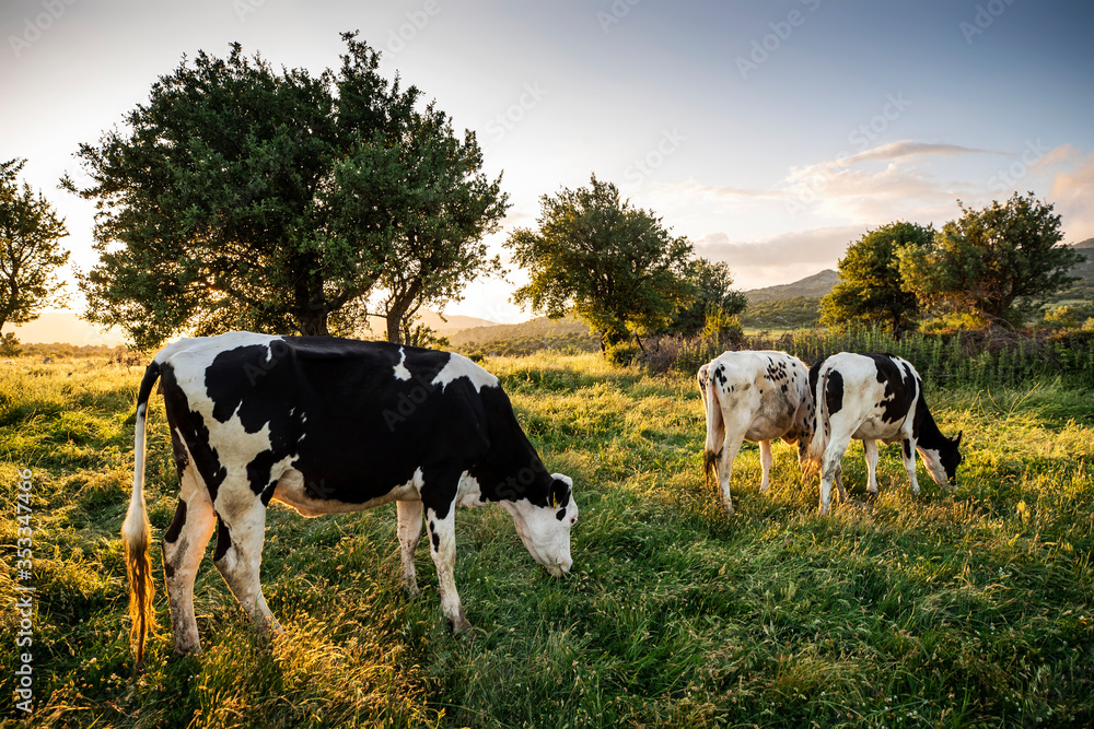Cows on green grass and evening sky with light Cows on green grass and evening sky with light