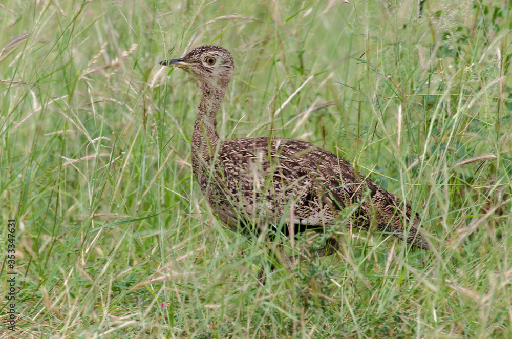 Outarde houppette,.Lophotis ruficrista, Red crested Korhaan Outarde houppette,.Lophotis ruficrista, Red crested Korhaan