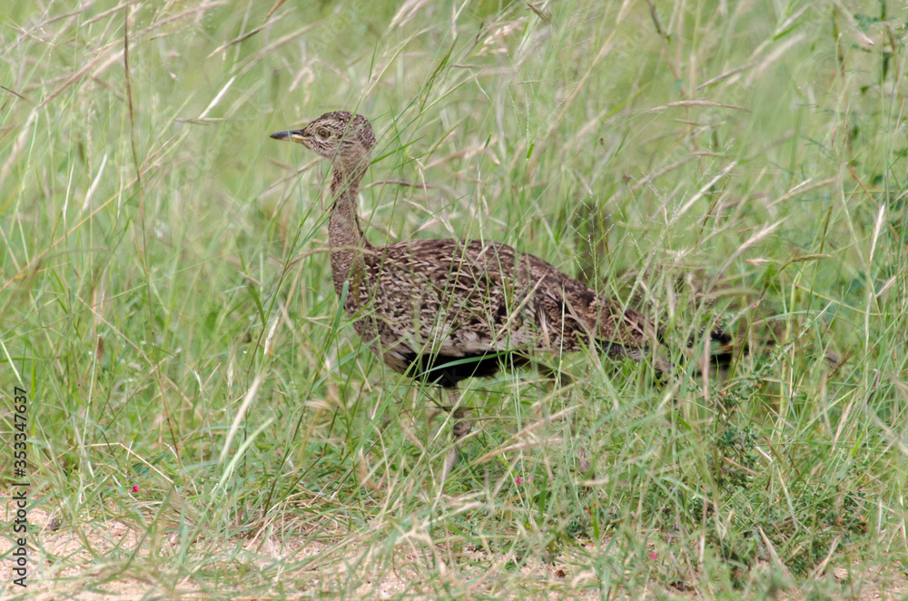 Outarde houppette,.Lophotis ruficrista, Red crested Korhaan Outarde houppette,.Lophotis ruficrista, Red crested Korhaan