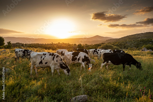 Cows on green grass and evening sky with light © Suzi