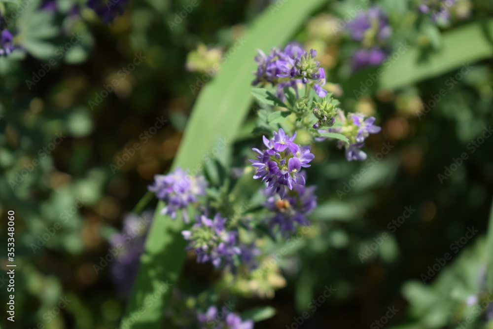 Medicago sativa, alfalfa, lucerne in bloom - close up. Alfalfa is the most cultivated forage legume in the world and has been used as an herbal medicine since ancient times. Medicago sativa, alfalfa, lucerne in bloom - close up. Alfalfa is the most cultivated forage legume in the world and has been used as an herbal medicine since ancient times.