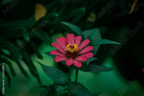 Red and yellow flower