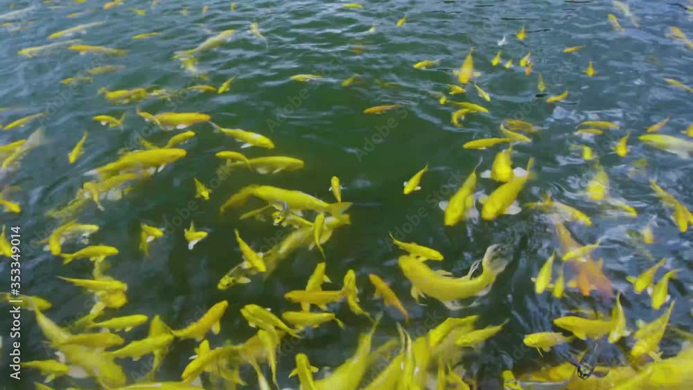 gold carp fish, lucky goldfish swimming in pool gold carp fish, lucky goldfish swimming in pool