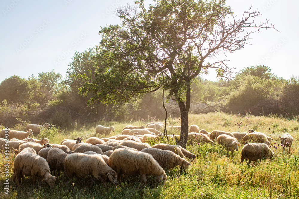 Obraz premium Sheeps on green grass and evening sky with light