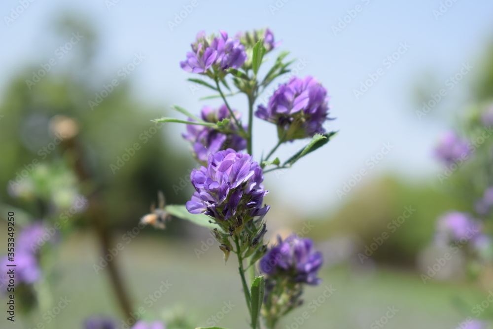 Fototapeta premium Medicago sativa, alfalfa, lucerne in bloom - close up. Alfalfa is the most cultivated forage legume in the world and has been used as an herbal medicine since ancient times.