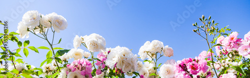 Pink and white climbing roses