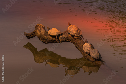 Sun Basking! Assam Roofed Turtles out in the Sun for the daily basking activity at Kaziranga National Park in Assam , India. photo