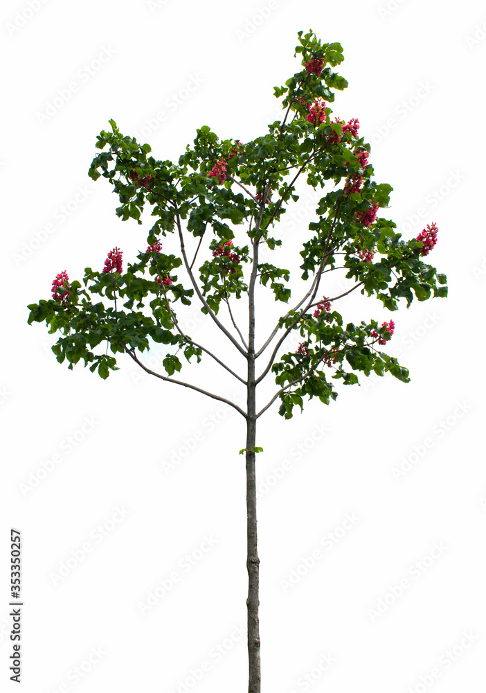 Chestnut tree (Aesculus carnea) with bright red flowers. Isolated on white background.