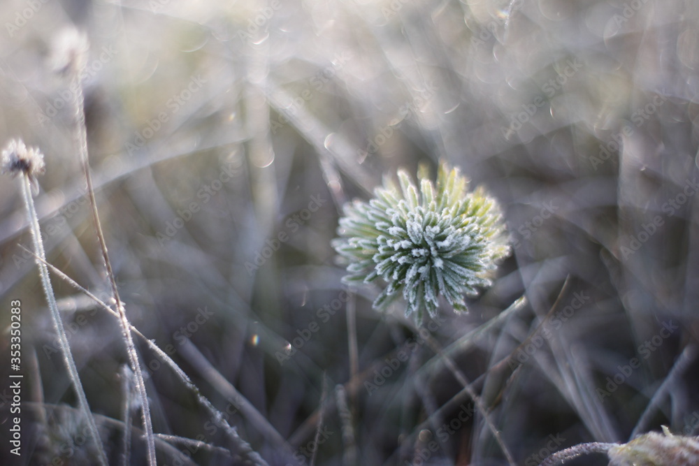 Winter Frozen Macro Shot in the morning Winter Frozen Macro Shot in the morning