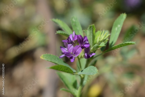 Medicago sativa, alfalfa, lucerne in bloom - close up. Alfalfa is the most cultivated forage legume in the world and has been used as an herbal medicine since ancient times.