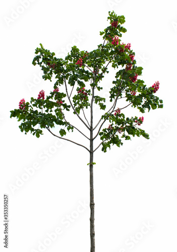 Chestnut tree  Aesculus carnea  with bright red flowers. Isolated on white background.