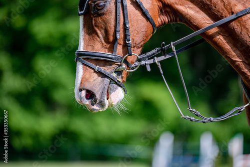 Horse on showjumping competition. Close-up photo.